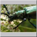 Aromia moschata - Moschusbock 06.jpg